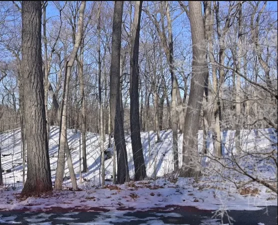 Empty snowy forest plate filmed on location