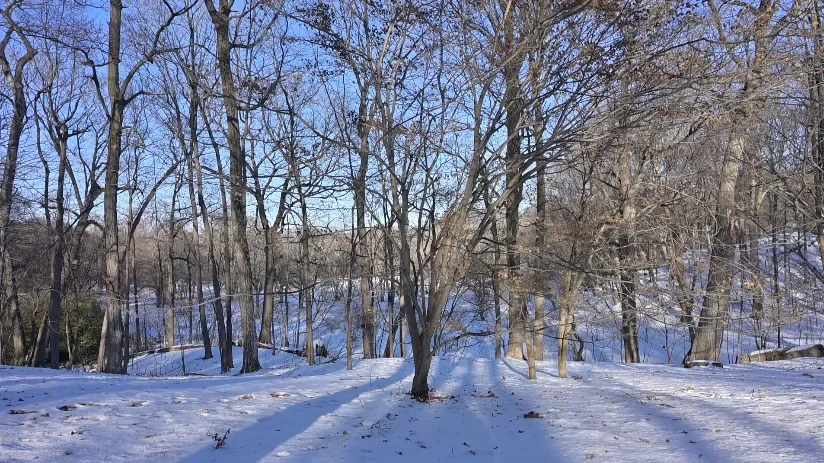 Wide shot of a sunlit snowy forest, filmed as a background plate